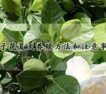 栀子的养殖方法