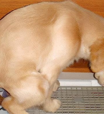 成犬如何训练家中排便
