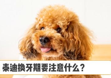 狗狗换牙齿需要注意什么东西