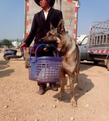 如何训练昆明犬带狗环