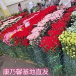 云南花卉批发注意事项