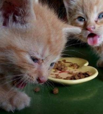 猫咪生小猫后不吃东西怎么办