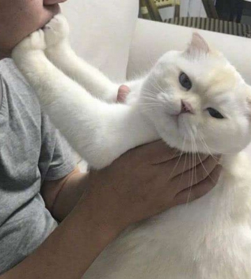 怎么训练小猫亲近人