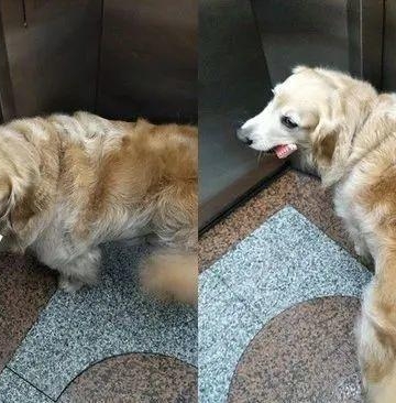 训练狗狗坐电梯