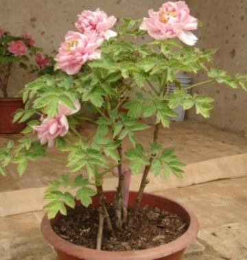 冬季移栽花卉注意事项