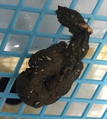 怎样训练三个月泰迪便便