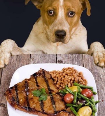 怎么训练狗狗坐等食物
