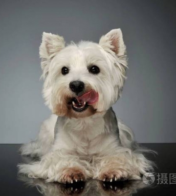 怎么训练西高地白梗