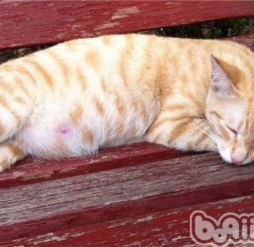 猫怀孕需要做注意什么东西