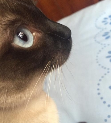 猫咪眼角有白色东西怎么回事