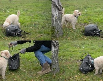 训练狗狗找东西