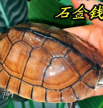才买来的宠物石金钱龟不吃东西