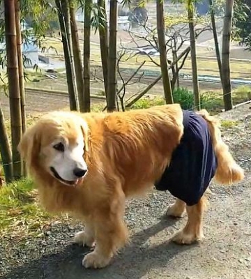 怎样训练金毛站立视频