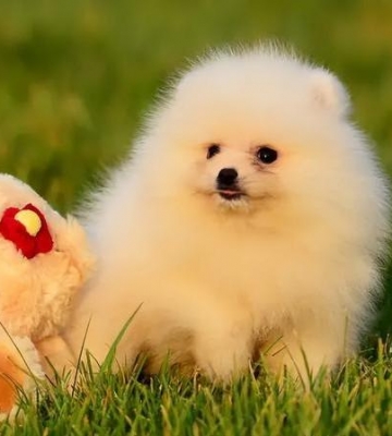 怎么训练博美犬