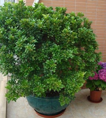 米兰怎么种植方法