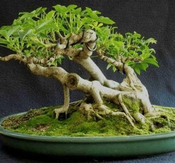 盆景栽培