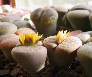 石生花的养殖方法