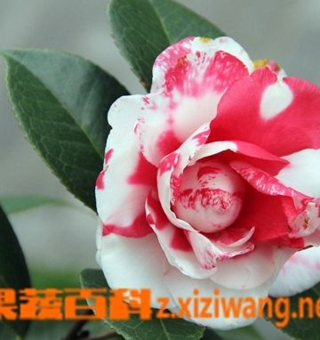 澳洲茶梅的养殖方法