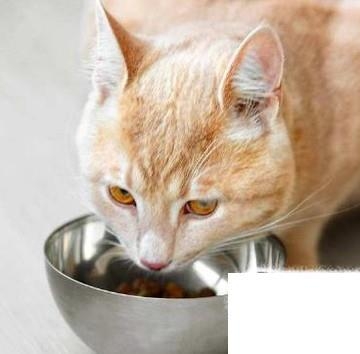猫到新环境不吃东西