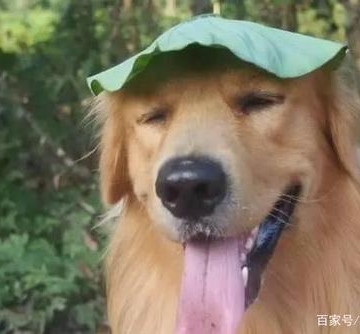 天热狗狗不吃东西怎么办