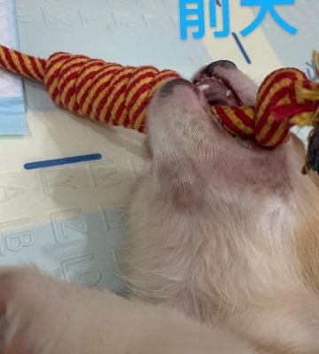 狗下巴小疙瘩是什么东西怎么办