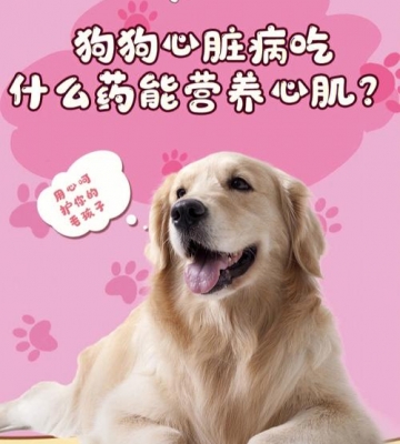 狗狗心脏病不吃东西加重