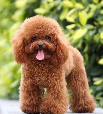 幼犬泰迪如何训练