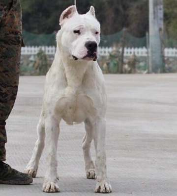 如何训练杜高犬不咬人