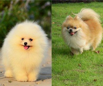 如何训练博美犬保持安静
