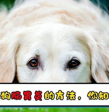 狗狗胃肠炎刚刚开始吃东西