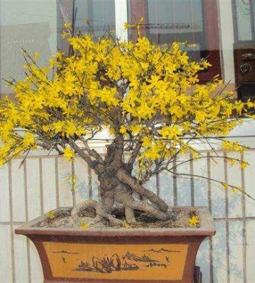 迎春花养殖方法养