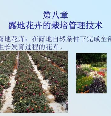 花卉栽培管理有哪些内容