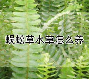 蜈蚣草栽培技术