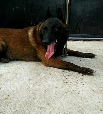 小狗马犬突然不吃东西