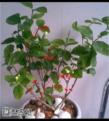 盆栽茉莉的养殖方法