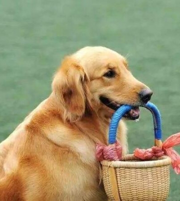 幼犬叼东西训练