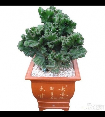 玉麒麟栽培技术
