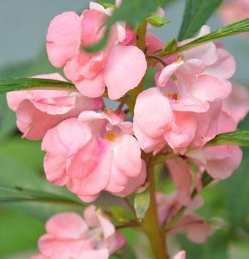 凤仙花的资料以及栽培的方法