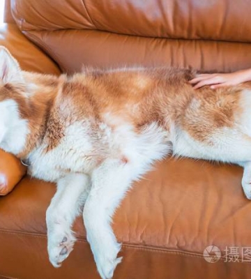 怎么训练狗狗躺下视频