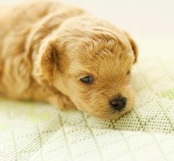 新买的幼犬不吃东西