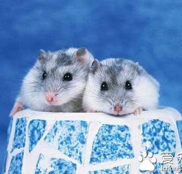 仓鼠要买什么东西怎么办