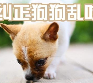 怎么防止狗狗乱捡东西吃