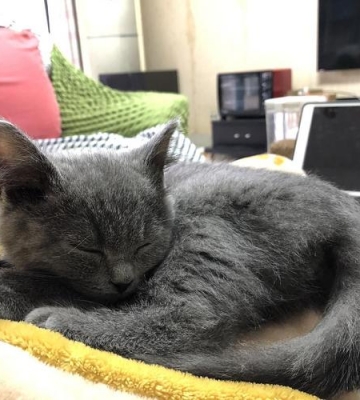 蓝猫吃了东西就吐了怎么办