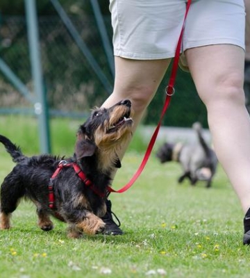 训练幼犬不叫