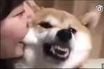 柴犬乱咬东西