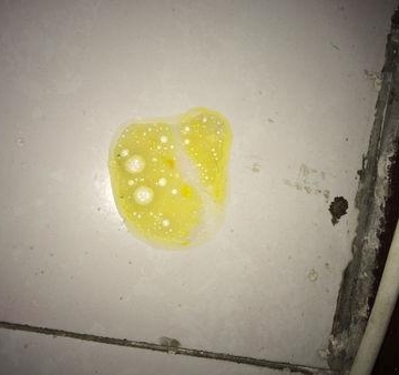 狗狗呕吐不拉稀吃东西