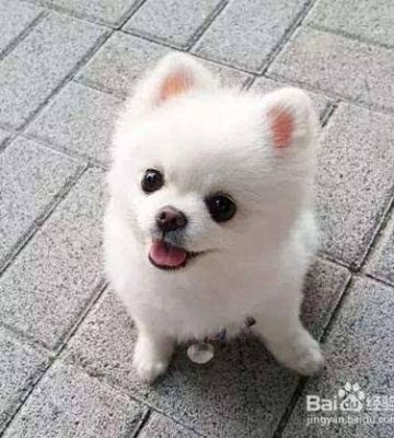 怎么训练博美不咬人