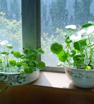 铜钱草栽培图
