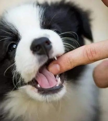 狗狗最近喜欢咬东西怎么办
