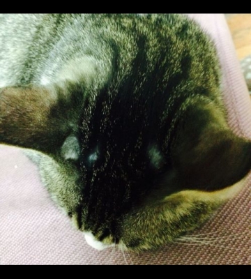 猫呕吐黑色的东西怎么办